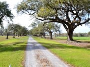 English water companies to plant 11 million trees by 2030