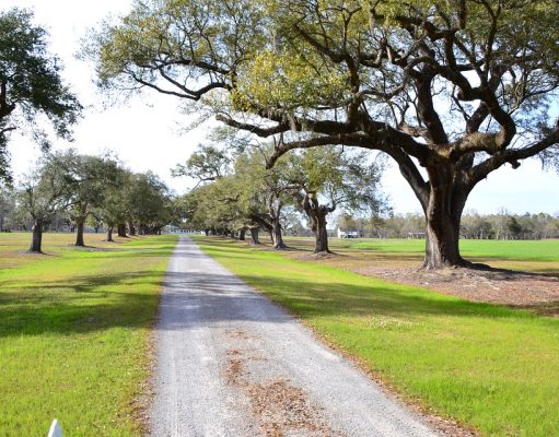 English water companies to plant 11 million trees by 2030