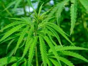 Developer Peel planning to build £100m cannabis production complex Developer Peel planning to build £100m cannabis production complex