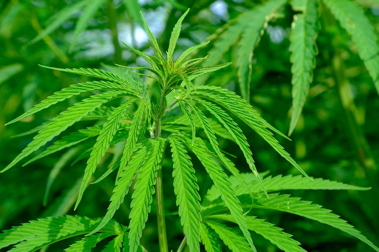 Developer Peel planning to build £100m cannabis production complex